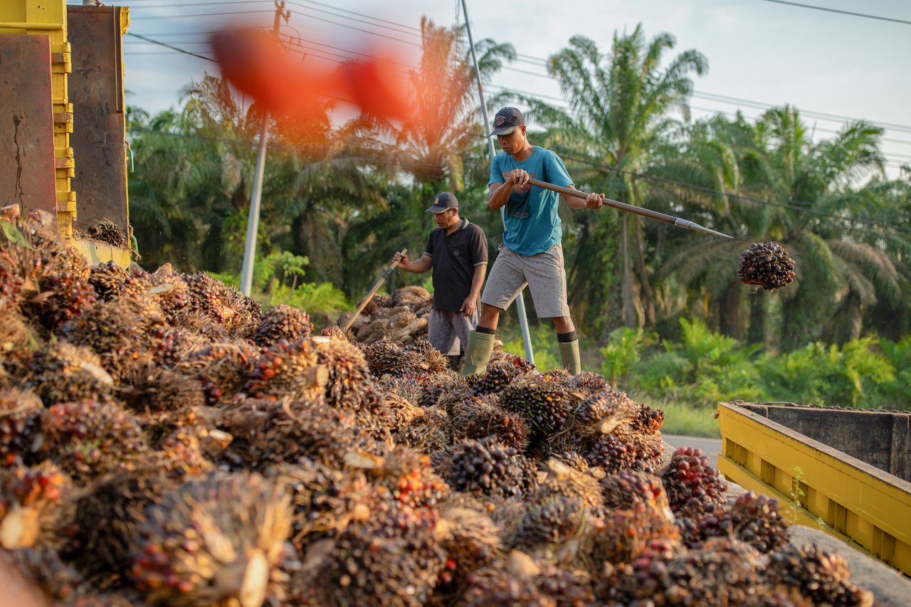 Plantation Sector IJMI 2024