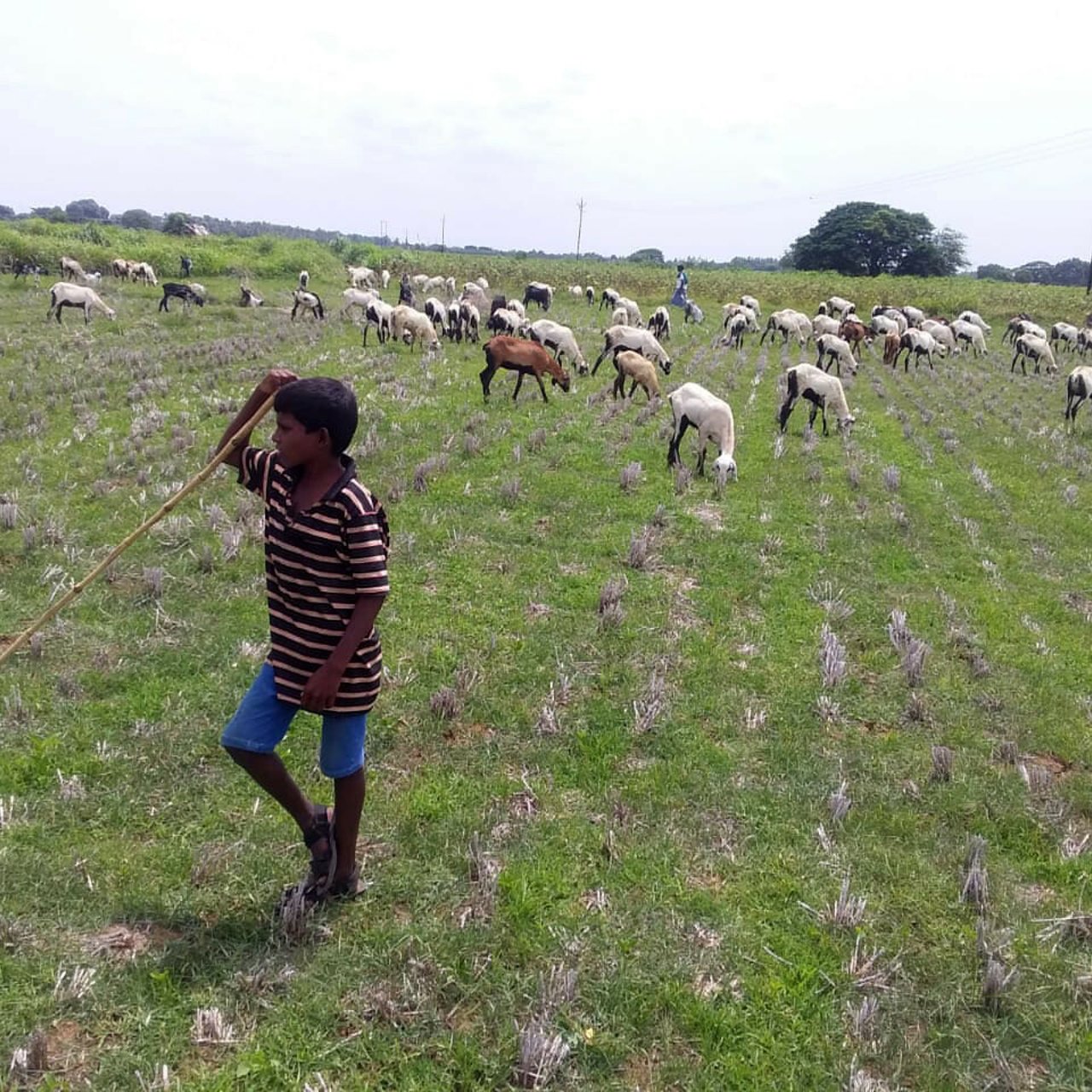 2020 08 SHED Goat Grazing Rescue On the Field jpg 202008 CHE SHED India Goat Grazing Rescue Approved for Full Use
