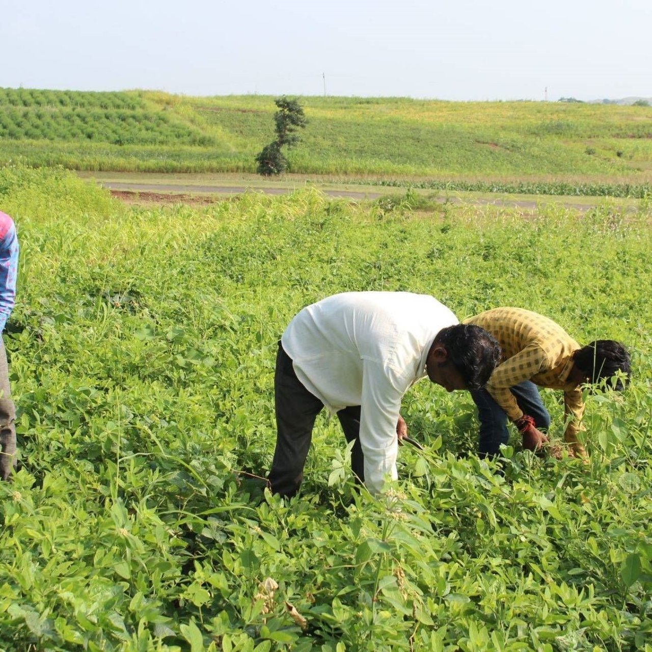 JPEG Jan Sahas Pethur Sugarcane Field Approved for Full Use